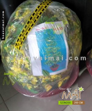 Mai Tết 200cm 523M200