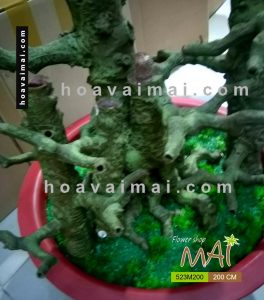 Mai Tết 2m 523M200