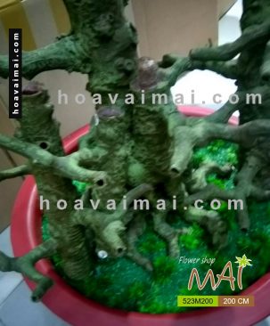 Mai Tết 2m 523M200