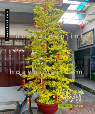 Mai Tết 3m 527M300