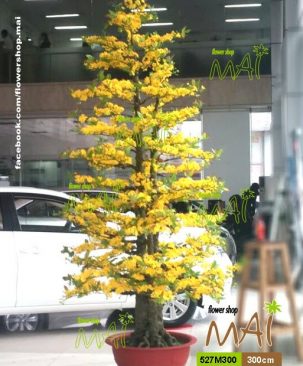 Mai Tết 3m 527M300