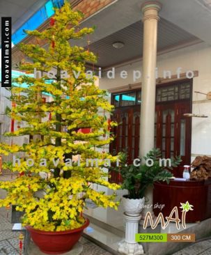 Mai Tết 3m 527M300