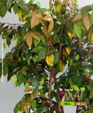 Cây khế 1,9m 705CL
