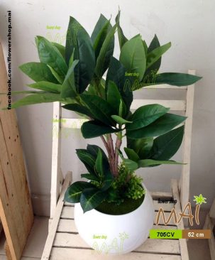 Chậu cây con 705CV