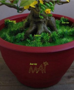 Chậu cây mai bằng nhựa đẹp