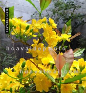 Hoa mai tết giống thật