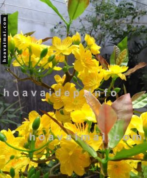 Hoa mai tết giống thật