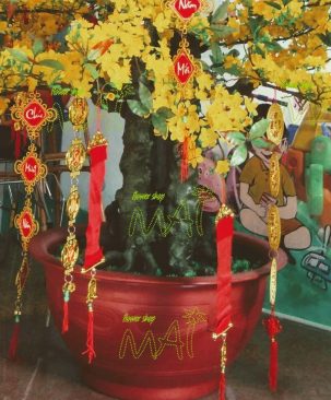 Chậu nhựa trồng cây Mai Tết cao