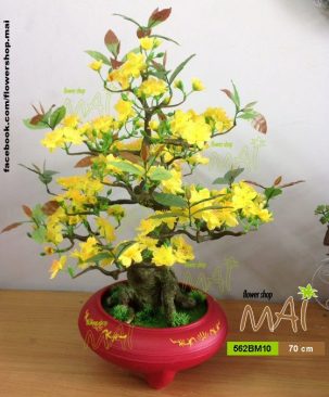 Mai Tết 562BM10 70cm