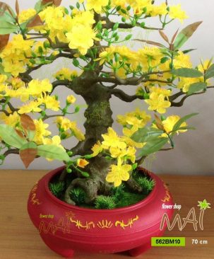 Mai Tết 562BM10 70cm