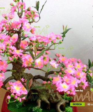 Đào bonsai 60cm 563BD9