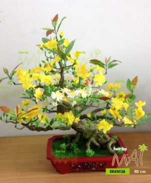 Bonsai mai 60cm 564MG9