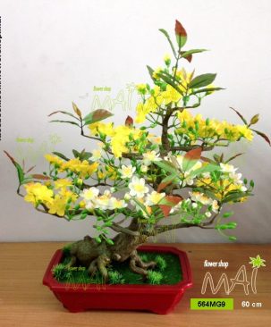 Bonsai mai 60cm 564MG9