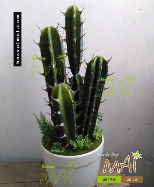 Chậu xương rồng 581XR