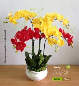 Chậu lan hồ điệp cao su vàng đỏ 691CHL