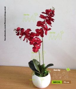 Lan hồ điệp đỏ 695CHL