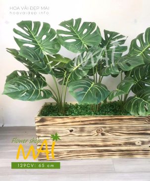 Bụi trầu bà lá xẻ đẹp cao 65cm 129CV