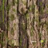Mảng gỗ rêu phong 564MR