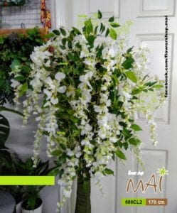 Tử đằng trắng 686CL2
