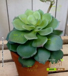 Lọ sen đá 565XR