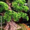 Tùng bonsai 715CV