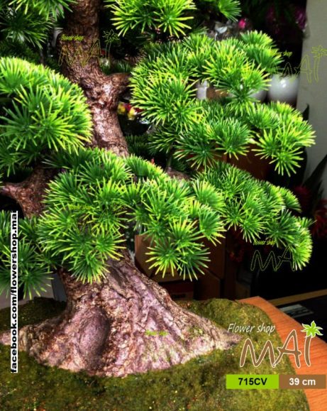 Tùng bonsai 715CV