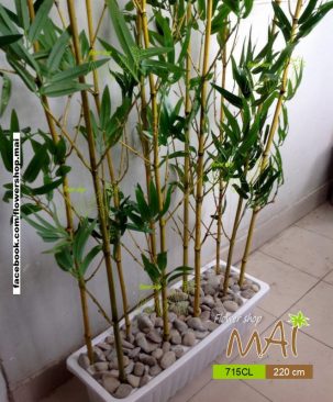 Hàng rào trúc 715CL