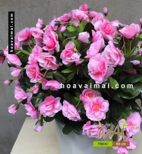 Chậu đỗ quyên 796HV