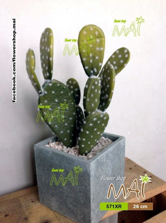 Xương rồng tai thỏ 571XR