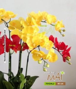 Cành lan rực rỡ 701CHL2
