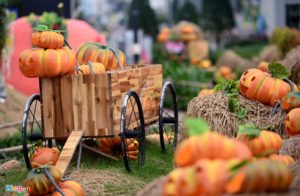Gợi ý trang trí bí đỏ Halloween