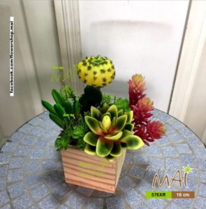 Lọ xương rồng 576XR