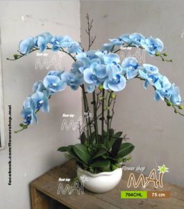 Chậu hồ điệp 704CHL