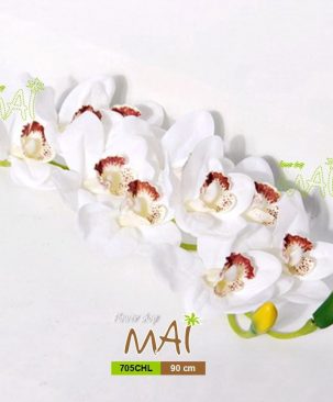 Cành địa lan 705CHL