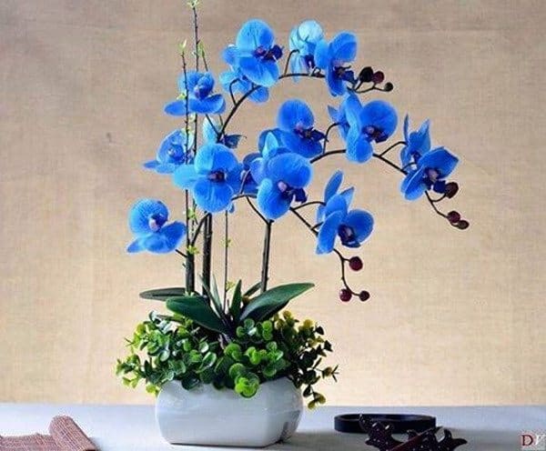 Lan hồ điệp xanh dương - Ý nghĩa hoa lan hay phong lan các loại