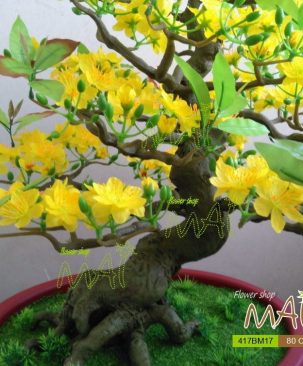 Chậu mai 80cm 417BM17