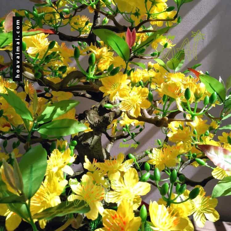 Chậu mai 80cm 417BM17