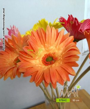 Cúc đồng tiền 575HC