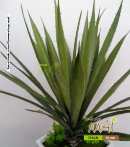 Dứa Nam Mỹ 719CN