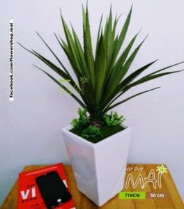 Dứa Nam Mỹ 719CN