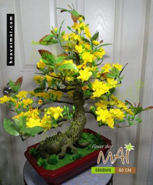 Mai bonsai 60cm 565BM9