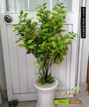 Vàng anh lá đốm 735CL
