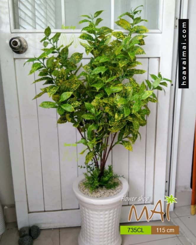 Vàng anh lá đốm 735CL