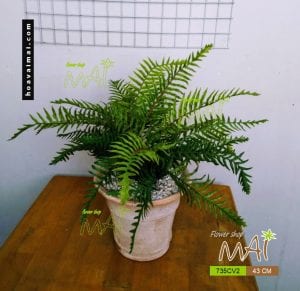 Chậu dương sỉ 735CV