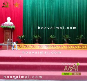 Cây thiên tuế 737CL trang trí trong hội trường lớn