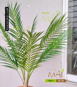 Cau Hawaii 706CV