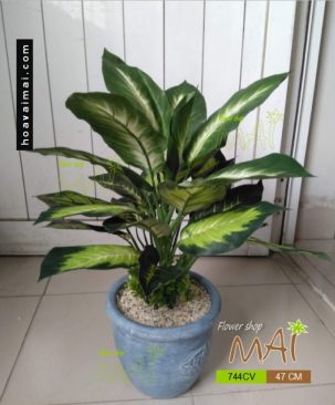 Vạn niên thanh 744CV