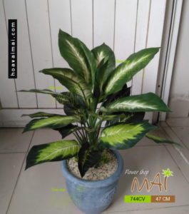 Vạn niên thanh 744CV