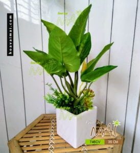 Đế vương xanh 746CV