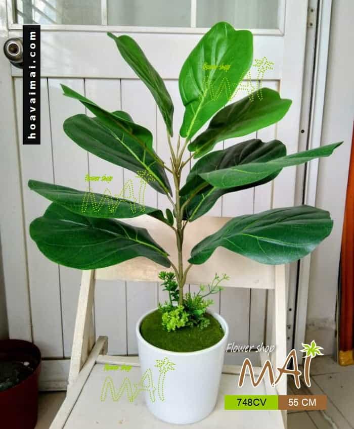 Cây bàng nhỏ 748CV